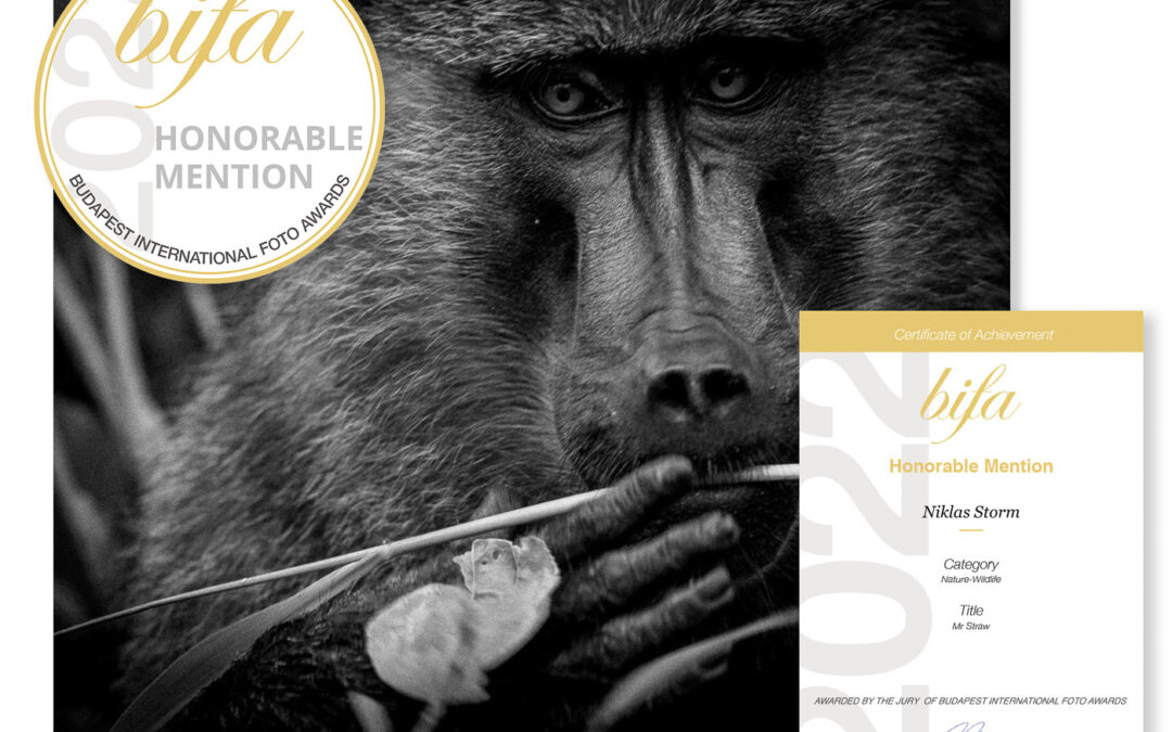 Mr Straw – Honorable mention at BIFA 2022